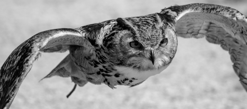 hawking, bird, beak, flying, animal, prey, gliding, old, animal wildlife, close-up, bird of prey, eurasian eagle owl, falcon - bird, eagle flying, owl