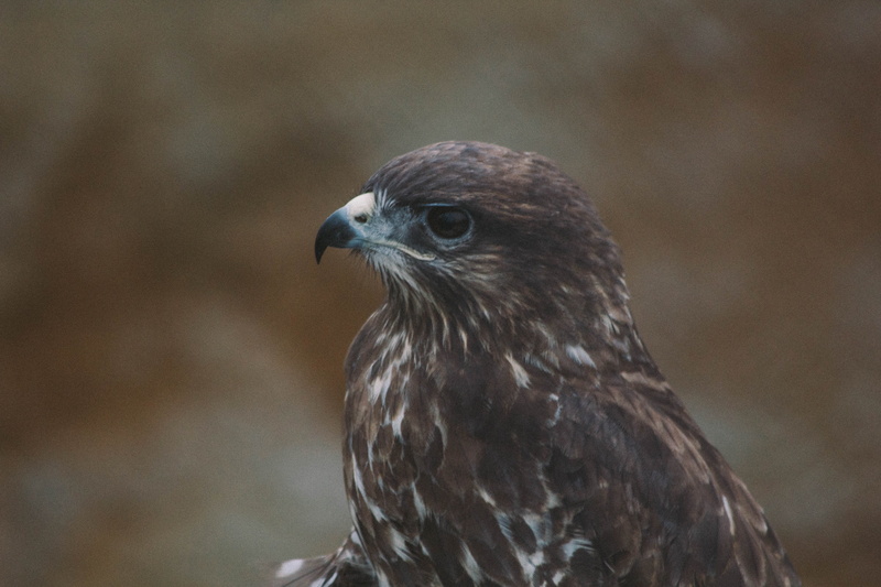 animal wildlife, falcon, falcon - Bird, one animal, animals Hunting, animal head, animal themes, plumage, predator, feather, eagle - Bird, day, vertebrate