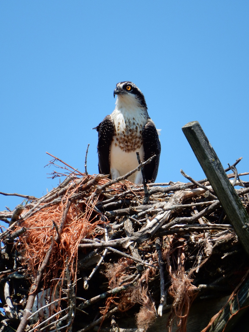 animals in the wild, animal themes, clear sky, falcon, carnivore, mouth open, avian, sky, day, no people, Nature, low angle view, 4K, predator, Bird, beak