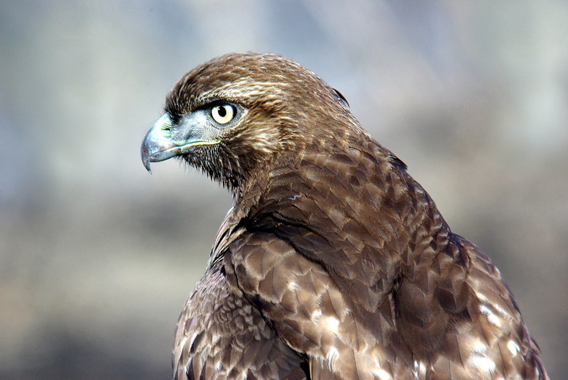 raptor, beak, wildlife, looking, predator, animals Hunting, perched, animal, profile, close up, falcon, red tailed hawk, hunter, photography, no people
