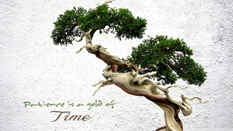time, 1080P, patience, trees, gold