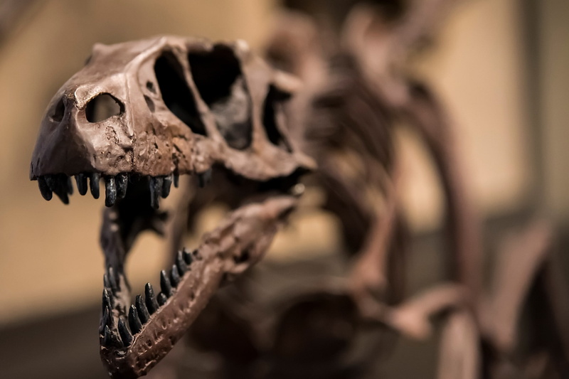dinosaur, Jurassic, raptor, skeleton, 2K