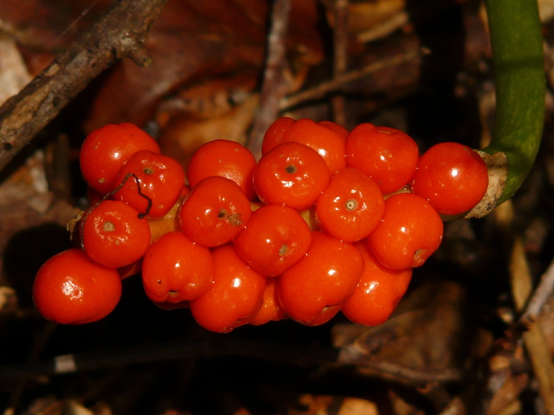 poisonous plant, rowanberry, red, bunch, toxic, 2K, freshness, fruit, aerosol, berries, ripe, land, nature, healthy eating, no people, food and drink