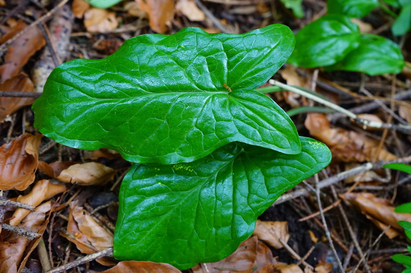 toxic, green color, leaves, field, vulnerability, land, 5K, poisonous plant, aerosol, plant, no people, leaf vein, beauty in nature, aronstabgewaechs