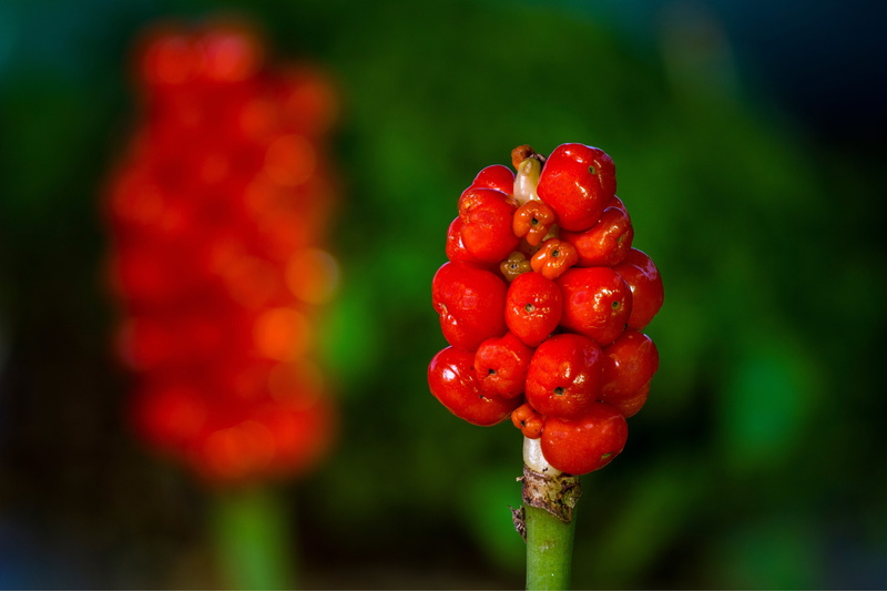 nature, plant, healthy eating, growth, infructescence, wellbeing, tree, no people, red, close-up, rowanberry, poisonous plant, fruit, focus on foreground