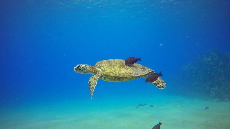 marine, electric beach, outdoors, animals in the wild, green sea turtle, blue, sea, swimming, water, vertebrate, sea turtle, one animal, hawaii, undersea