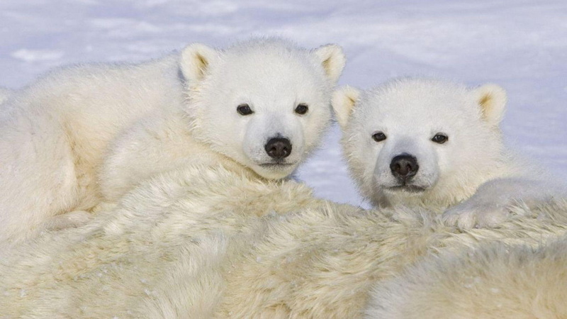polar, bear, cubs, cute, black bear, animals, nature, snow, 1080P, polar bears, wildlife, brown bear