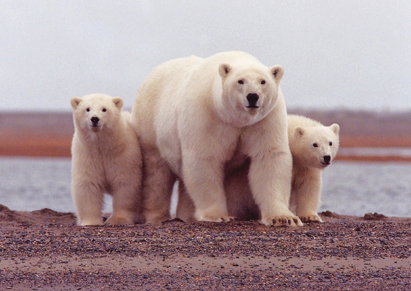 no people, looking at camera, sow, three, usa, vertebrate, polar, domestic, canine, cute, cubs, animals in the wild, animal, animal family, mammal, animal themes