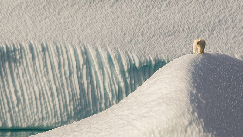 animal wildlife, vertebrate, one animal, day, snow, no people, 1080P, nature, sunlight, land, winter, hills, water, landscape, high angle view, sea, outdoors