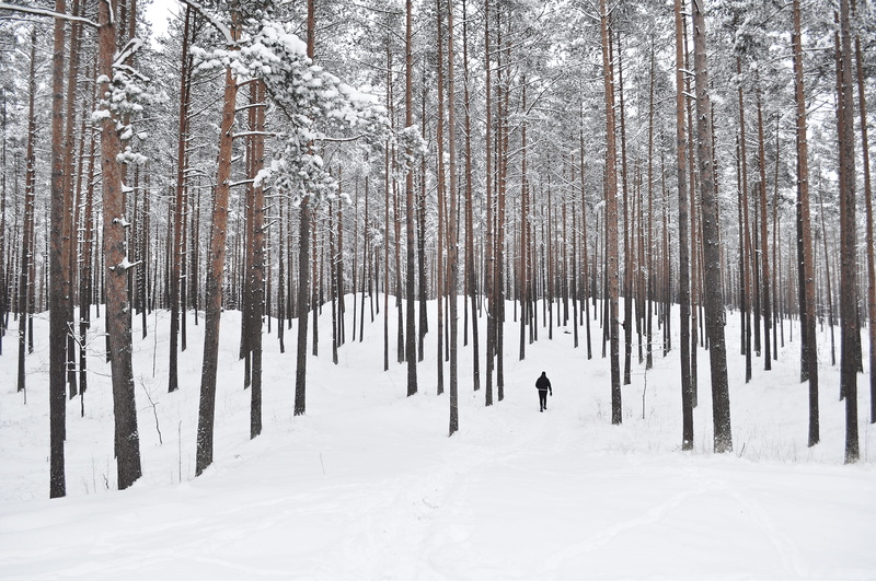 weather, nature, covering, snowing, non-Urban Scene, plant, white color, land, person, walking on, frost, trees, snowy, extreme weather, tranquil Scene