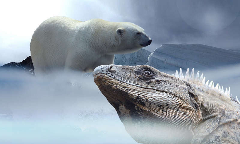 exotic, animal, animal head, disaster, Lizard, Iguana, animal body part, no people, snow, animals in the wild, glacier, fog, Ice, outdoors, 2K, animal themes