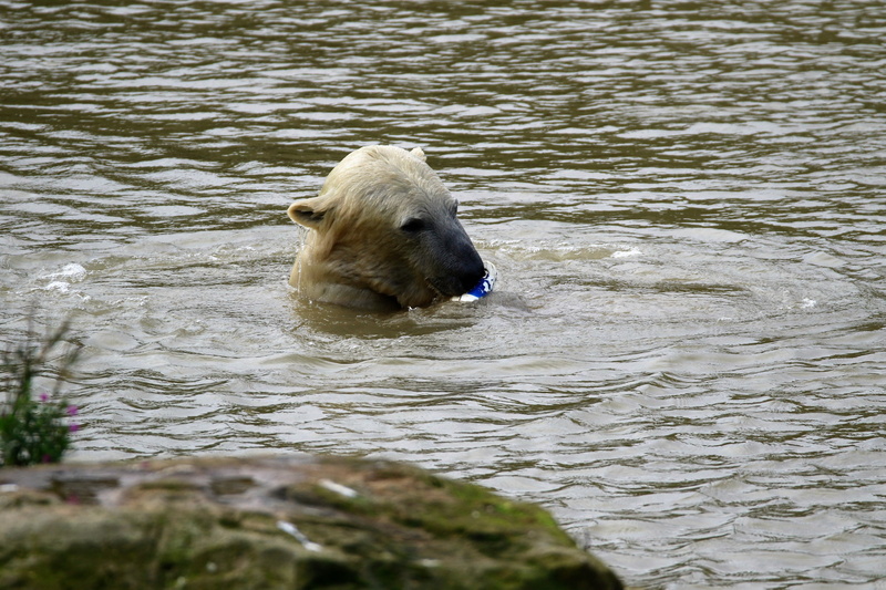bear, river, wildlife, animal head, furry, cold, swimming, winter, one animal, white, animal, no people, day, arctic, fur, snow, water, mammal, 5K, nature