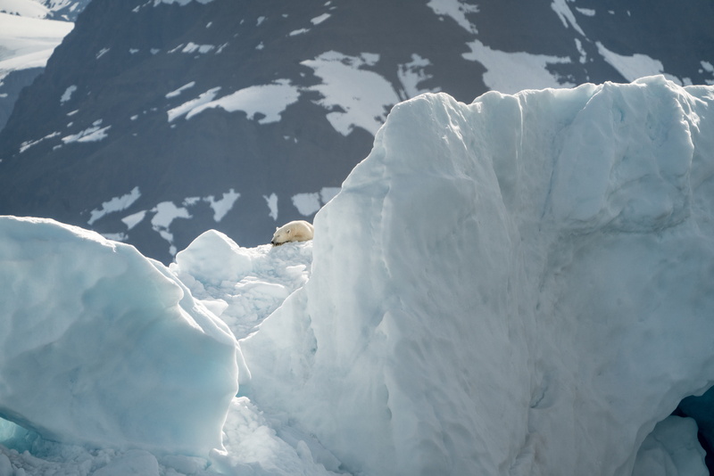 leisure activities, mammal, white color, countryside, melting, floating on water, beauty in nature, outdoors, snowcapped mountain, bird, 8K, water, adventure