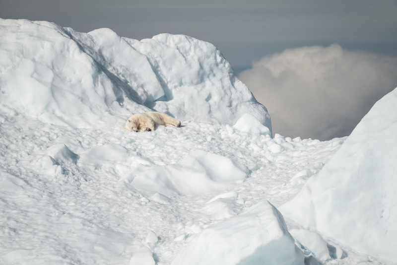 pet, no people, polar, nature, animal themes, field, beauty in nature, bear, winter, mammal, animal, one animal, glacier, iceberg, vertebrate, ice, black bear