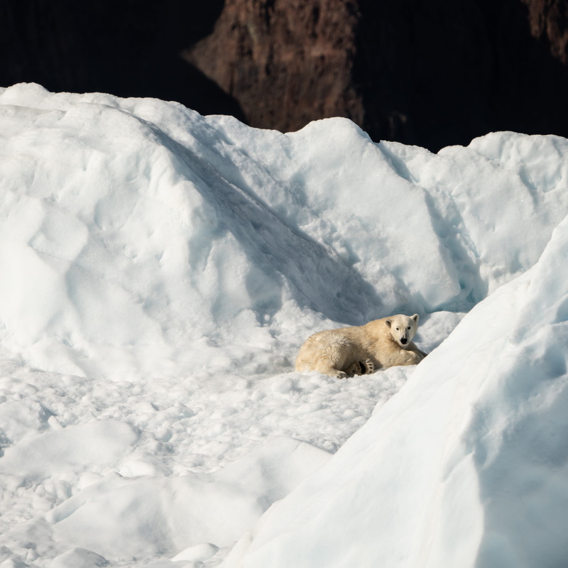 snow, no people, one animal, iceberg, daytime, vertebrate, polar, bear, adventure, ice, mammal, day, nature, relaxation, white color, arctic fox, cold temperature