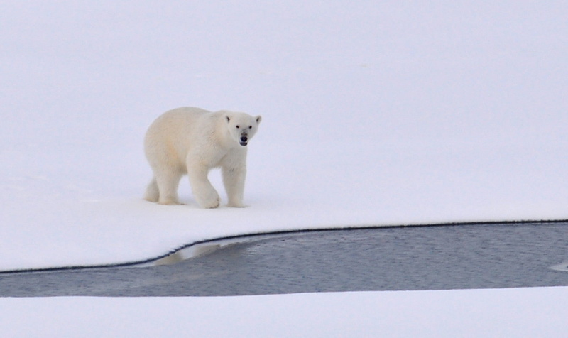 outdoors, snowy, daytime, vertebrate, wild, animal wildlife, cold temperature, daylight, 1080P, canal, winter, mammal, near, ice, snow, white, watching