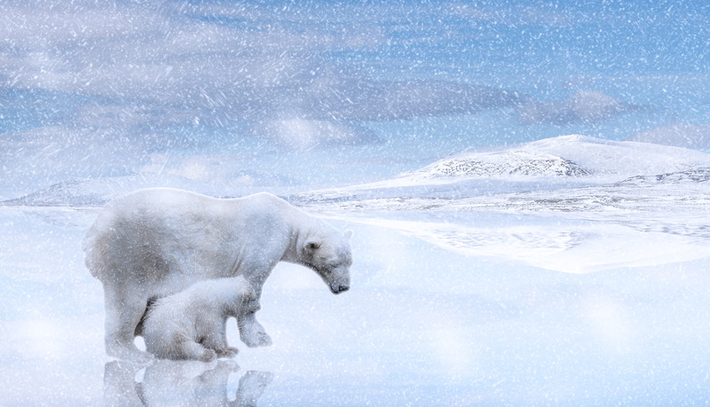 animal, photo montage, arctic, full length, frozen water, frost, snowfield, polar bear cub, snowy, no people, water, cold temperature, bear, mammal, polar climate
