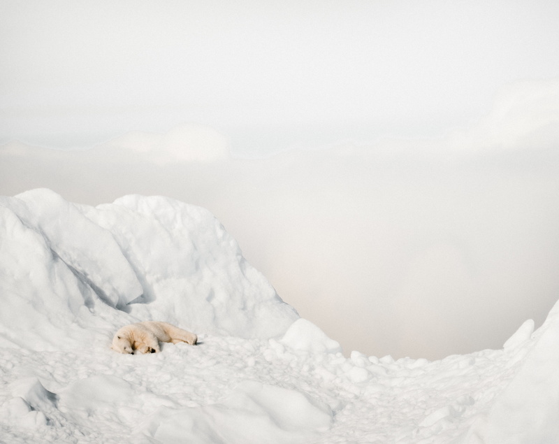 fox, white color, lying, ice, animal, polar bear, environment, wildlife, mountain, animals in the wild, avalanche, one animal, glacier, pet, snow, copy space