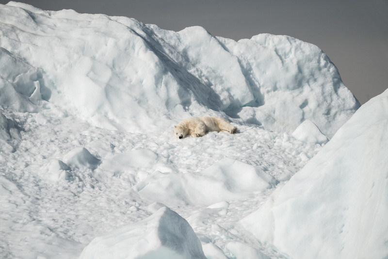 igloo, white color, vertebrate, outdoors, mammal, mountain range, bear, pet, 8K, day, cold temperature, no people, ice, wildlife, animal wildlife, mountain