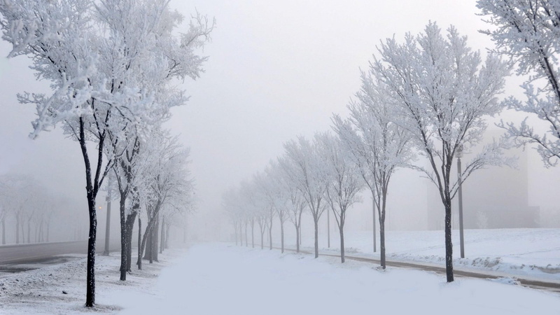 natural, winter, trees, 1080P, walking, road, winter natural, snow