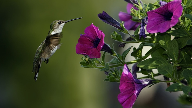 720P, 1366x768, flowers, colibri