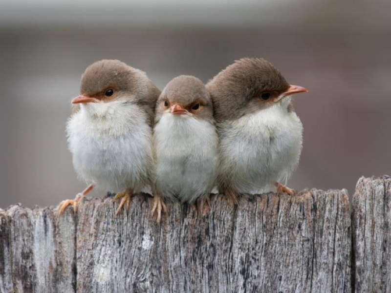 sitting, little, three, animals, BIRDS, art, fence, hd, 480P
