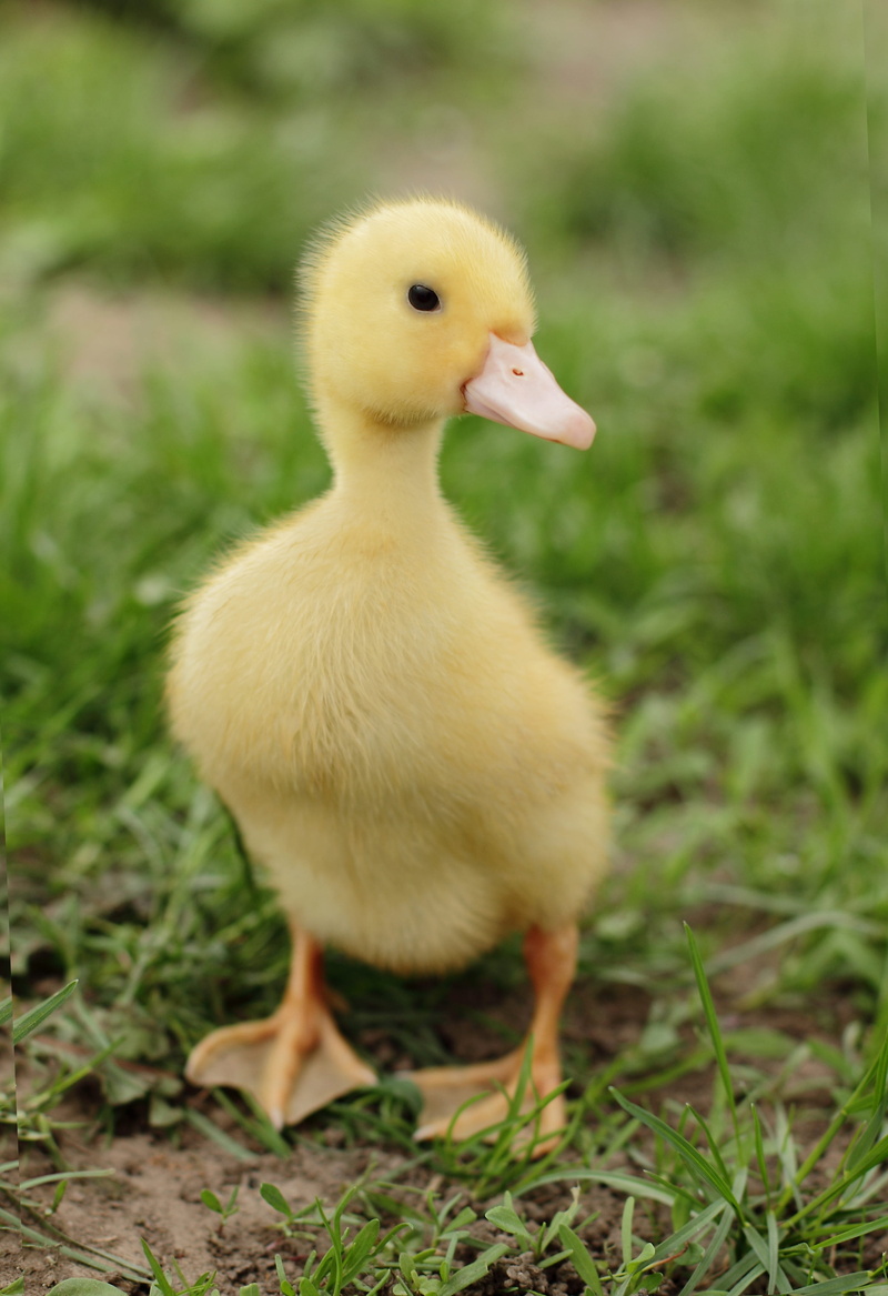 outdoors, field, land, grass, baby, fun, feathers, funny, yellow, vertebrate, animal themes, green, farm, ducky, fluffy, small, animals in the wild, quack