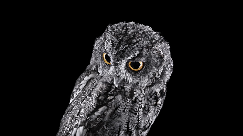 animals, owl, 1080P, 1920x1080, little, photography, little owl, bird
