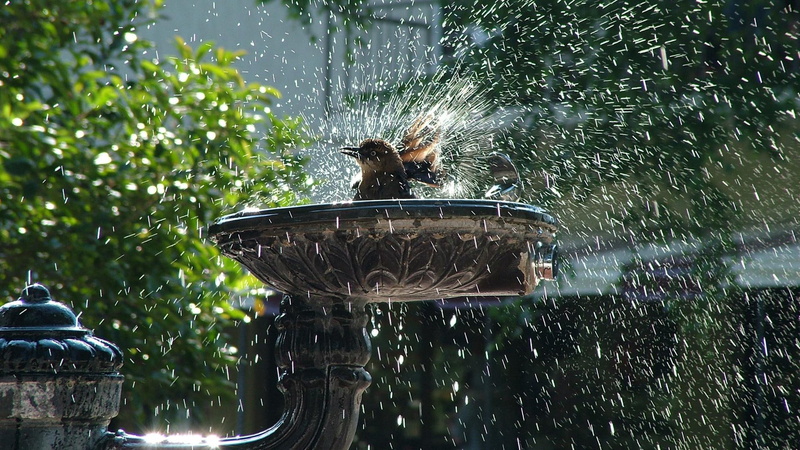 bird, animals, bathing, bird bath, fountain, 1080P, little, bathing bird, garden font