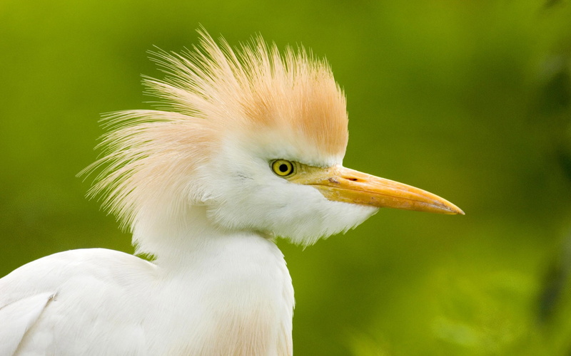 Bird, 1080P, little, White