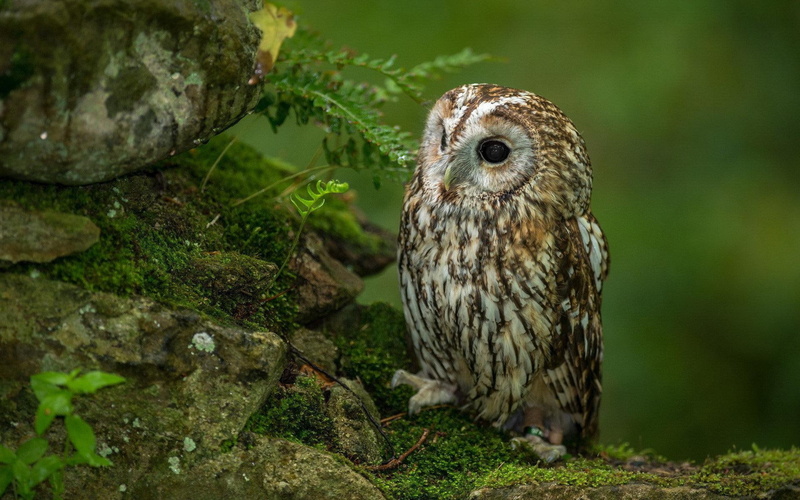 white, rocks, birds, little, 1080P, brown, animals, owl, feathers, moss