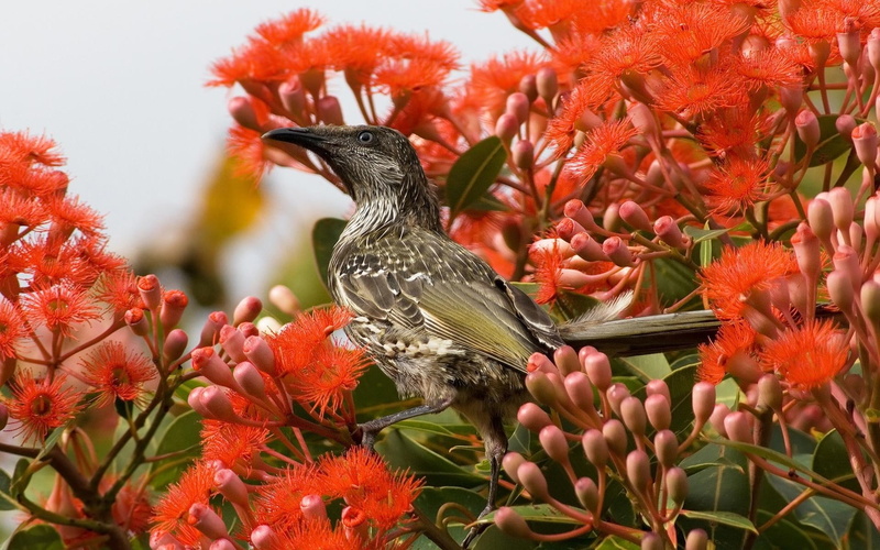 animals, 1080P, wattlebird, bird, little