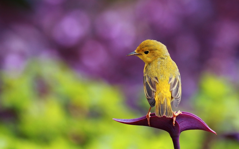 purple, background, little, bird, 1080P