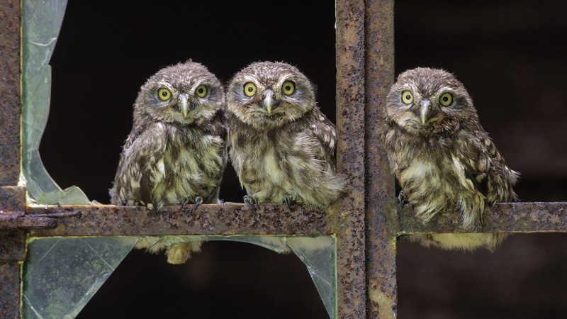 brown, feather, wildlife, sit, young animal, bird, perching, carnivore, tree, 2K, looking at camera, night, group of animals, no People, small, owl, three