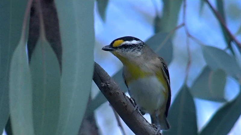 striated, black, gray, bird, pardalote, 1080P, cute, australian, little, yellow, white, animals