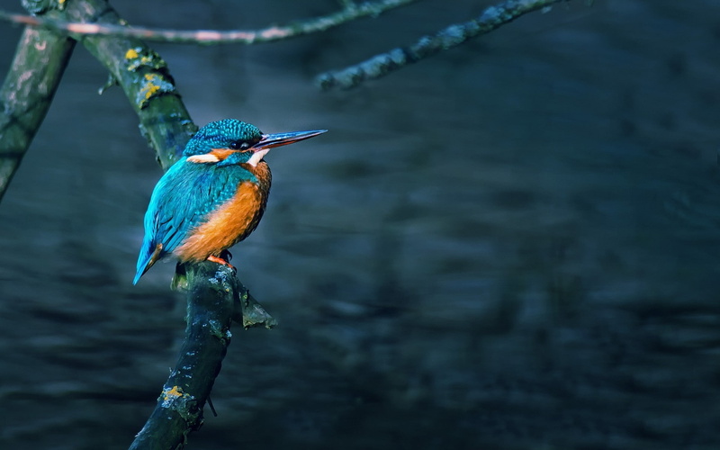little, bird, 1080P, gorgeous, beautiful