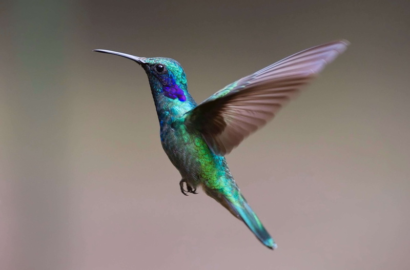 side view, exotic, colourful, vertebrate, focus, spread wings, no people, animal, hummingbird, animal wildlife, flying, blur, wild, motion, nature, daylight