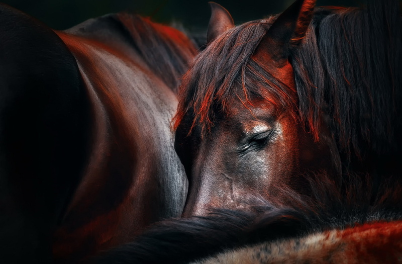 1080P, horse, sleep, Sleep huddle