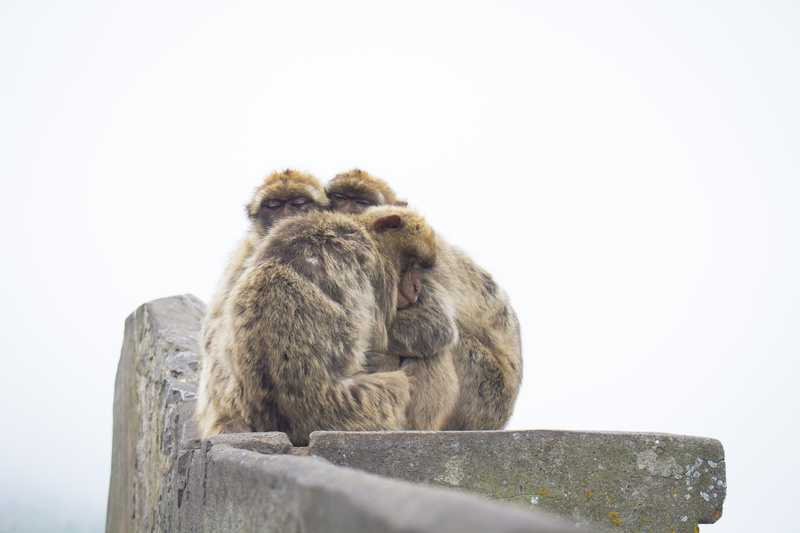 warm, animals in the wild, baboon, photography, ape, daytime, vertebrate, portrait, brown, focus, white background, solid, Huddle, family, no people, shallow