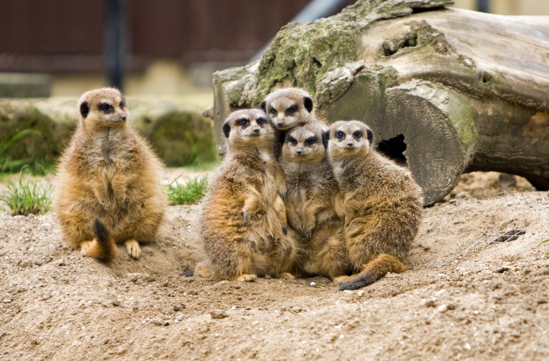 rock, suricates, family, huddled, 720P, group of animals, animal family, rock - object, animals in the wild, day, wildlife, no people, beautiful, five