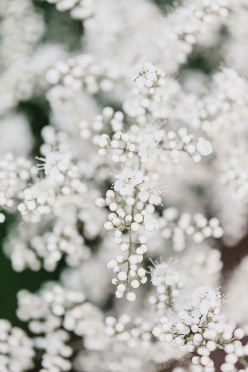 huddle, beauty in nature, white color, accessory, tranquility, selective focus, photography, blossom, garden, flower, outdoors, apiaceae, focus on foreground