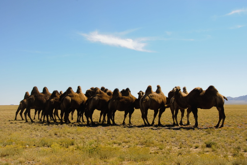 outdoors, brown, group of animals, mammal, animal themes, green, sky, camels, field, huddle, 2K, mountain, asium, animal wildlife, land, animals in the wild