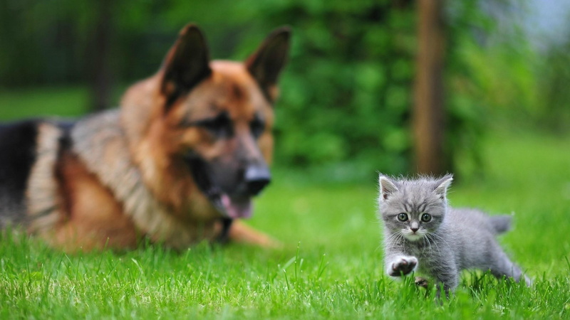 cute, cat, kitten, dog, 4K, kitty