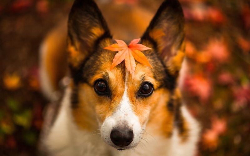 Autumn, Fuzzy, Leaves, Red, Background, 1080P, Dog