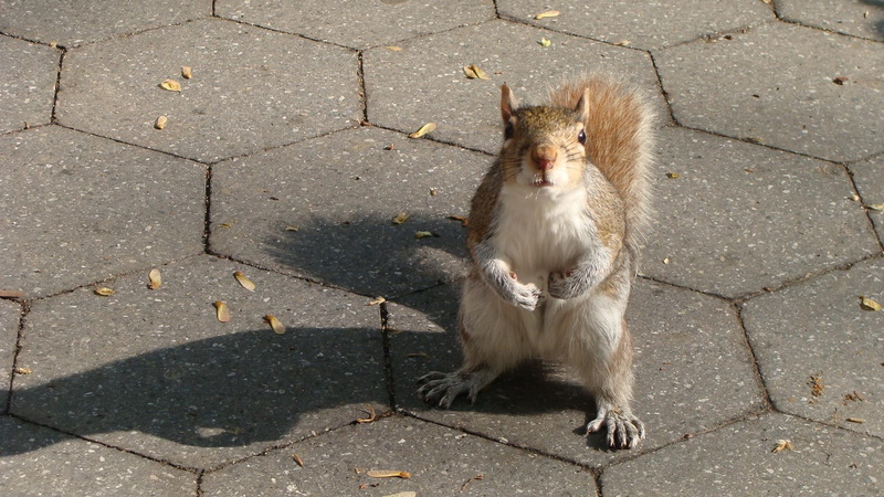 funny, hey, cute, yeah, animals, squirrel, animal, fuzzy, 1080P, black, brown