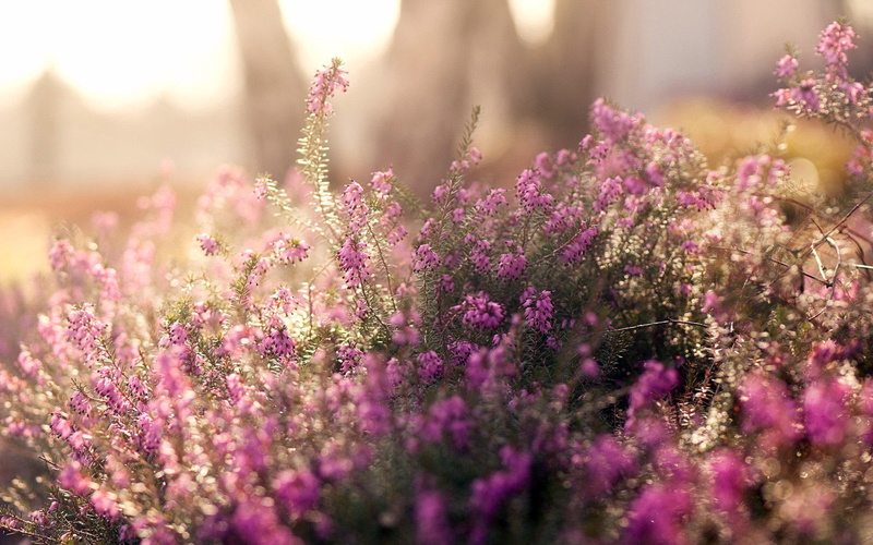 1080P, Fuzzy, Photography, Pink, Flowers