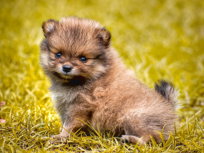 puppy, rascal, fuzzy, cute, Huggable, art, dogs, furry, PLAYFUL, animals, hd, little, 480P