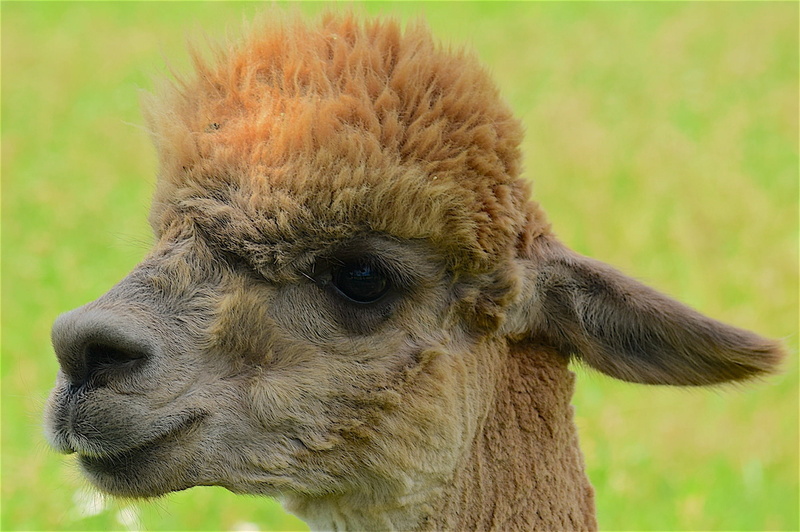livestock, animal body part, fluffy, soft, animal wildlife, portrait, vertebrate, nature, domestic animals, llama, animal, animal neck, domestic, day, pets