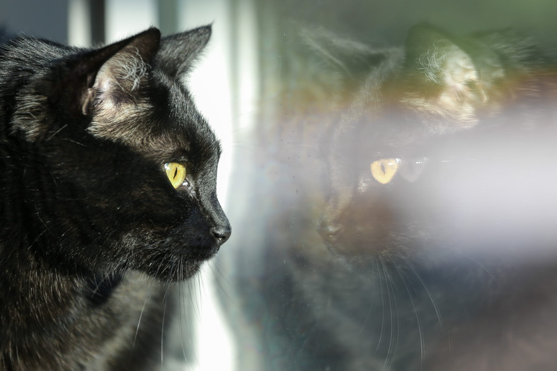 animal eye, animal body part, domistic, Fur, Face, house cat, happenings, domestic, copyspace, animals, eyes, black color, window, close-up, one animal