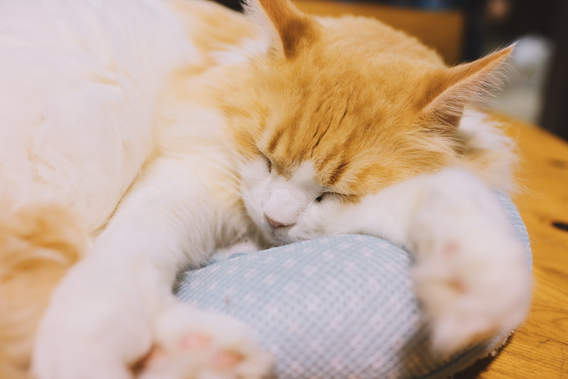 animal, mammal, selective focus, sleep, domestic animals, relaxation, fuzzy, feline, sleeping, ginger cat, pets, animal themes, vertebrate, eyes closed